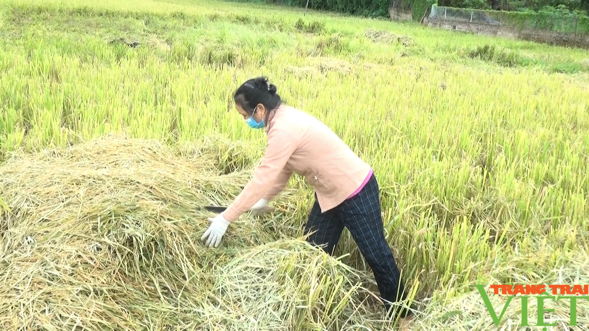 Nông thôn Tây Bắc: Huy Hạ vận động người dân không đốt rơm rạ sau khi thu hoạch lúa mùa - Ảnh 2.