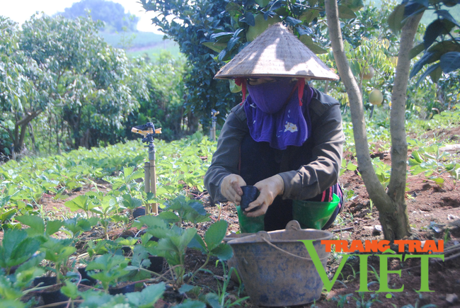 Nông thôn Tây Bắc: Nông thôn mới Yên Sơn khởi sắc   - Ảnh 5.