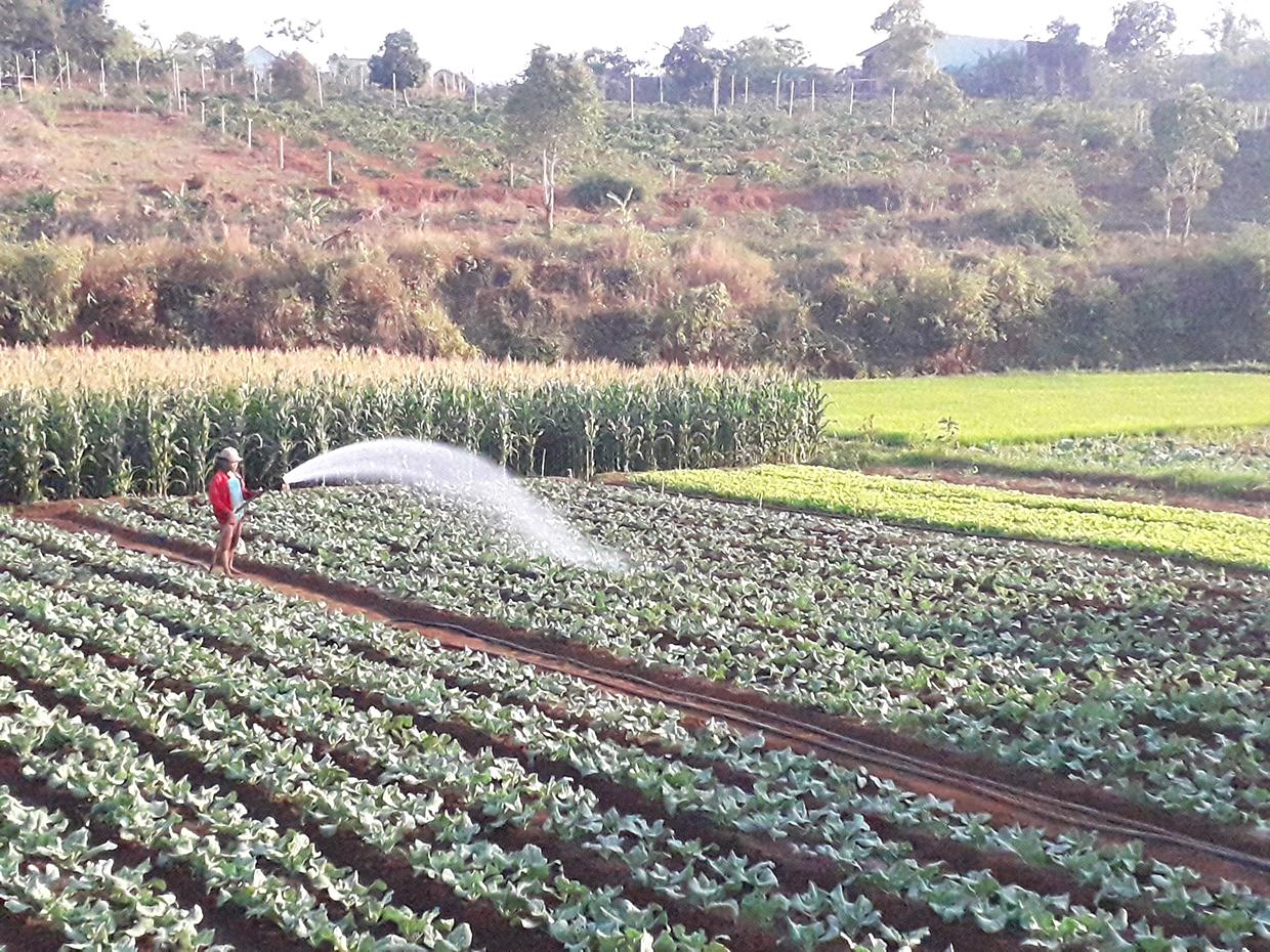 Mô hình chuyển đổi diện tích đất lúa thường xuyên bị hạn sang trồng rau màu ở xã Ia Băng (huyện Đak Đoa) mang lại hiệu quả kinh tế cao. Ảnh: Lê Nam