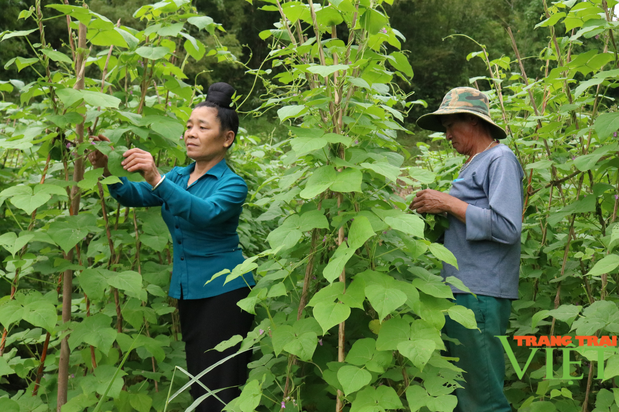 Nông dân Tây Bắc: Hiệu quả mô hình "Sản xuất rau kết hợp nuôi gà thịt an toàn sinh học" - Ảnh 5.