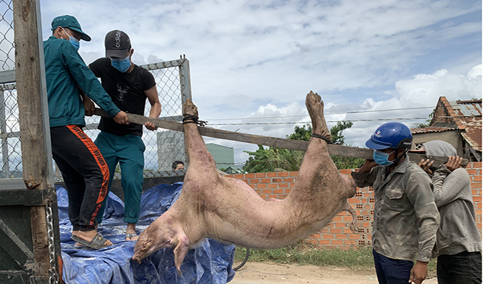 Lực lượng chức năng xã Chư Răng (huyện Ia Pa) chở heo bị nhiễm bệnh của gia đình ông Lê Văn Theo đi thiêu hủy.Ảnh. Vũ Chi.jpg