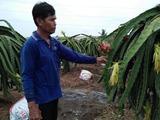 Ông Nguyễn Văn Năm chăm sóc vườn thanh long