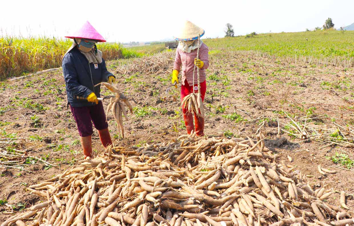 Người dân xã Tú An (thị xã An Khê) thu hoạch mì. Ảnh: Ngọc Minh