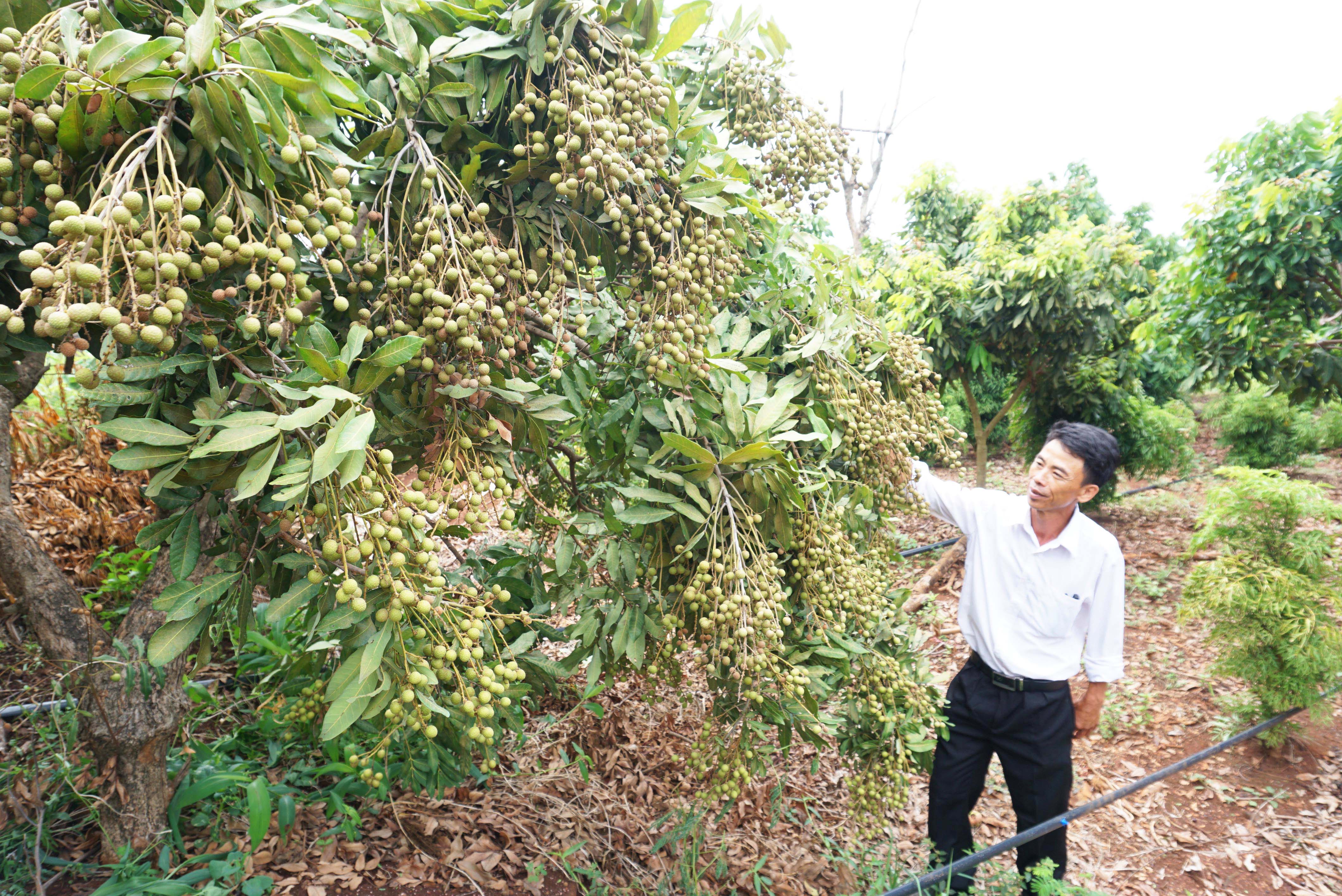 Vườn nhãn trồng xen đinh lăng của ông Dương Công Lãm (thôn Phú Cường, xã Ia Pal) mang lại thu nhập 500-700 triệu đồng/năm. Ảnh: Quang Tấn