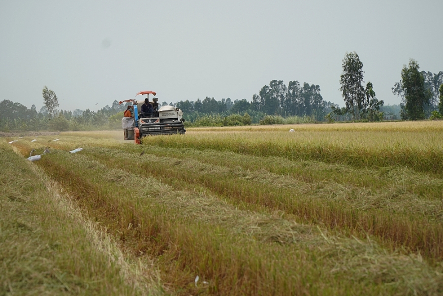 Giá lúa gạo hôm nay 25/11: Giá lúa IR 50404 tăng 100 đồng/kg, giá gạo giảm mạnh