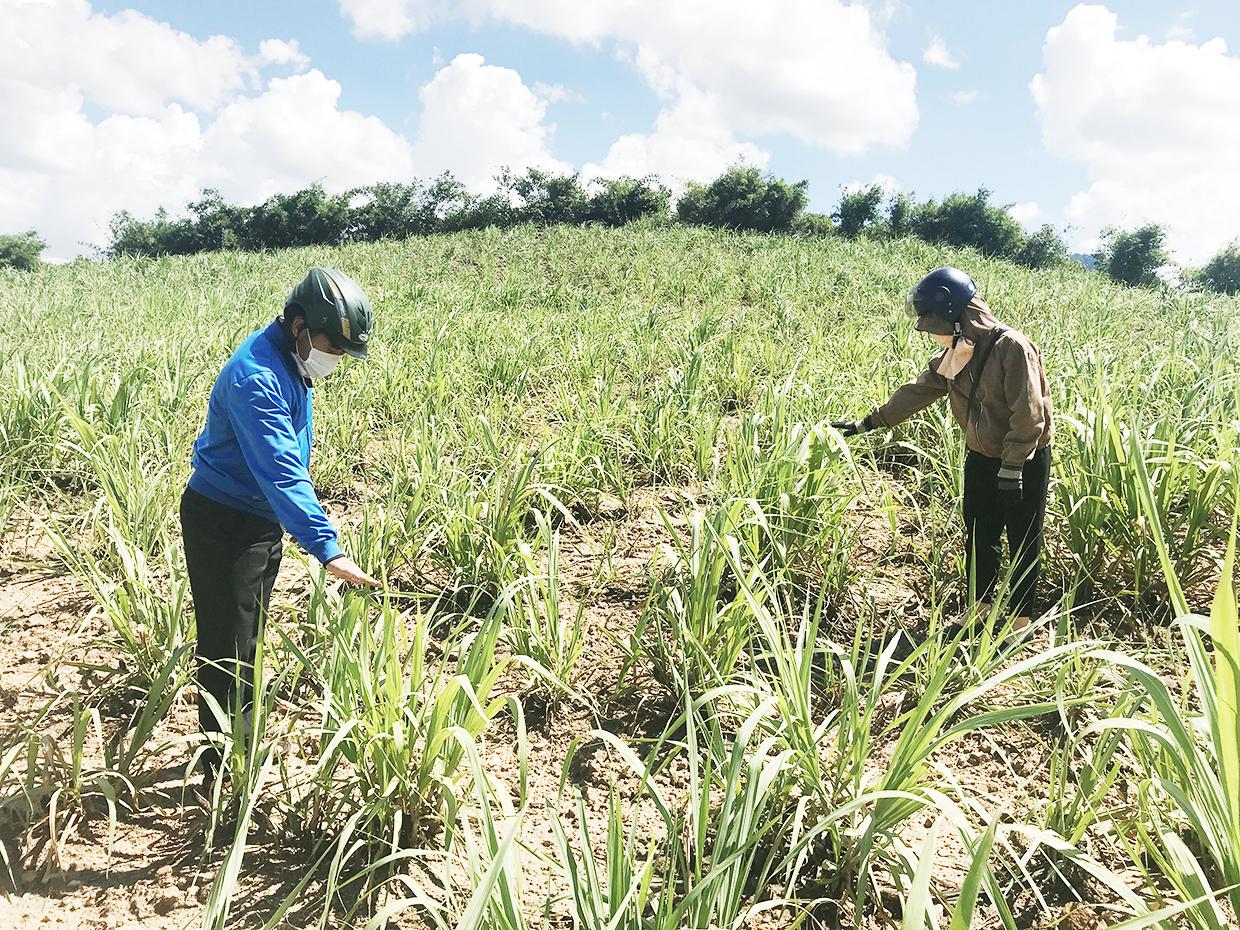 Nắng nóng kéo dài ảnh hưởng sinh trưởng và phát triển của cây mía tại xã Lơ Ku - Ảnh Nguyễn Diệp