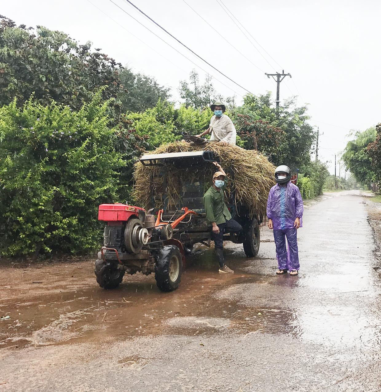 Ủy ban nhân dân xã Hà Bầu tiếp nhận lúa đã thu hoạch để bảo quản cho người dân. Ảnh: Nguyễn Diệp