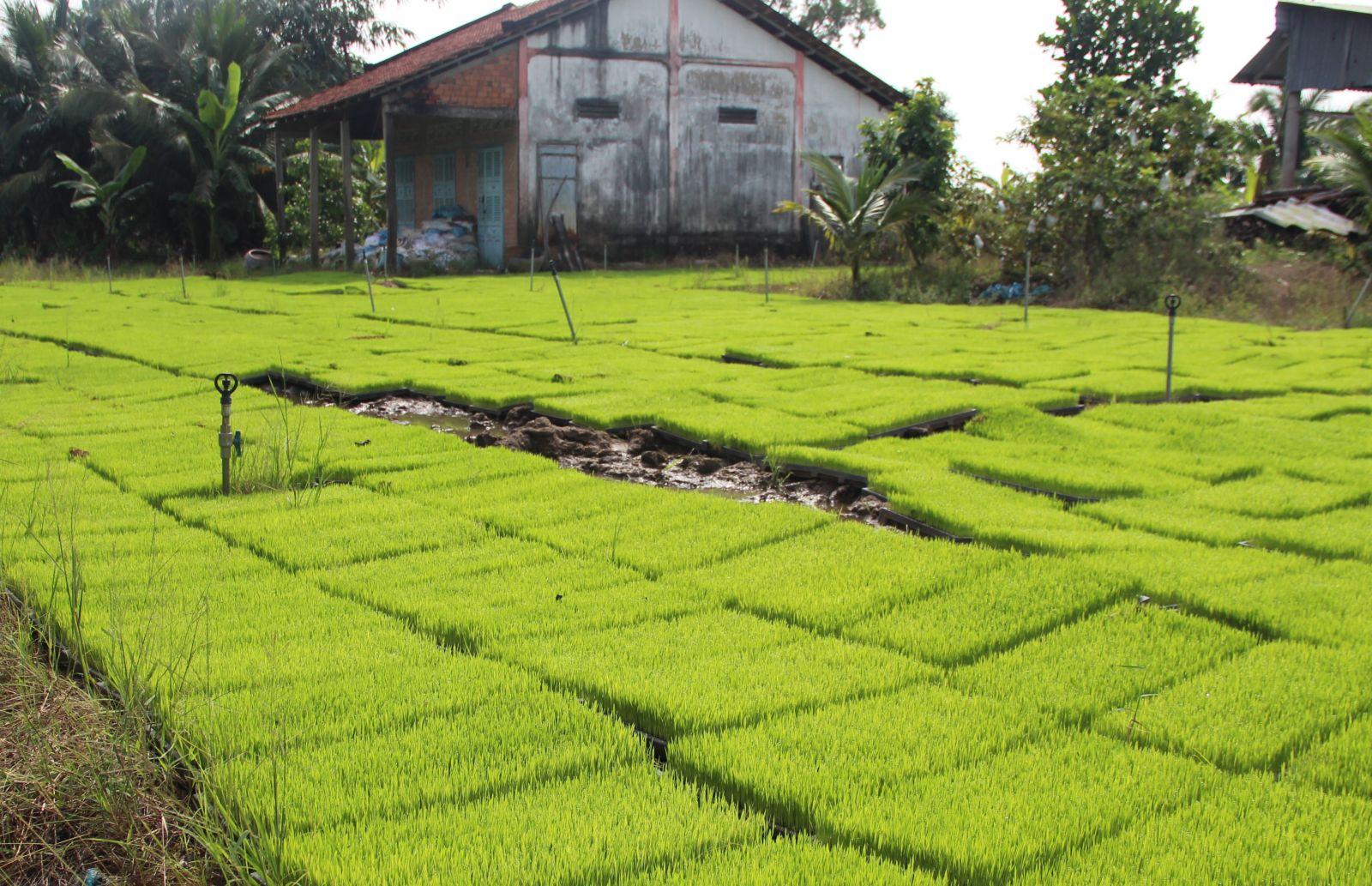 Gieo mạ khay giúp tiết kiệm lượng giống, chống sâu, bệnh tốt hơn sạ lan