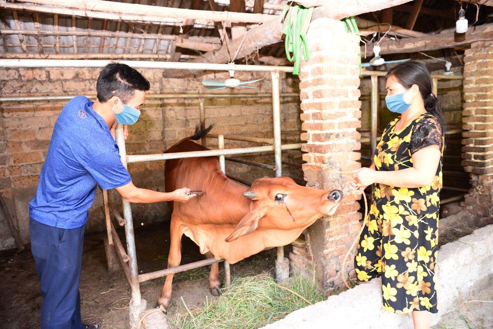 chăn nuôi, thú y, viêm da nổi cục, trâu bò