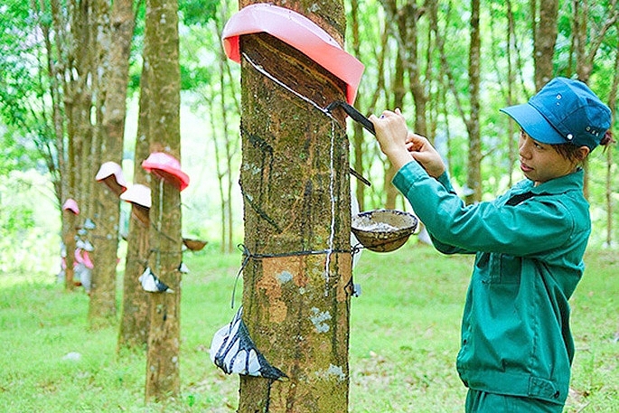 Xuất khẩu cao su bền vững: Cần đẩy mạnh liên kết chuỗi