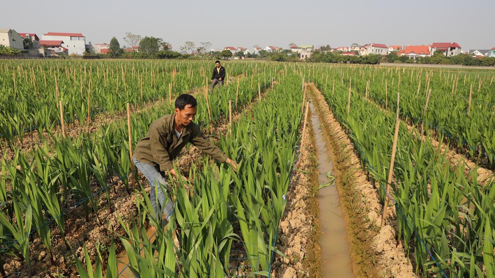 phấp phỏng, hoa, tết, chăm sóc, loại hoa, cây cảnh, dịp tết, nguyên đán, nhâm dần, covid-19, bắc giang