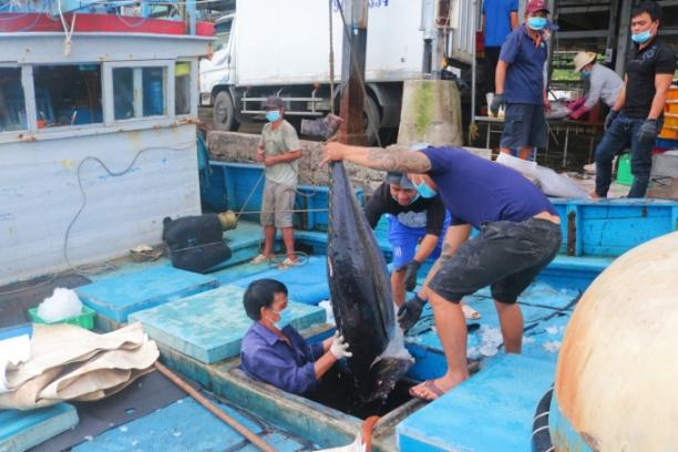 Cùng với chi phí tăng cao, ngư dân cho biết các ngư trường hiện nay ngày càng vắng cá. Ảnh: KS.