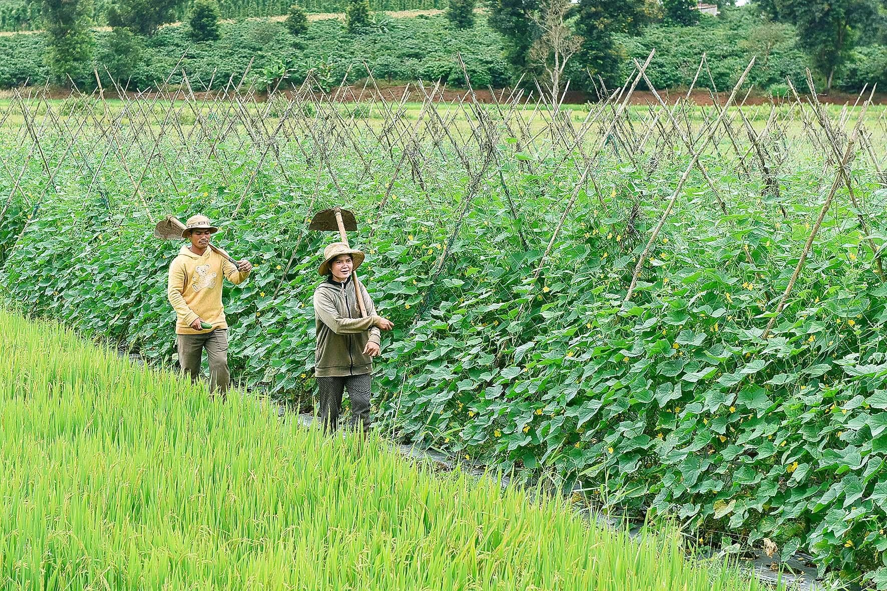Nông dân làng Hreng (xã Hòa Phú, huyện Chư Păh) chuyển đổi đất lúa kém hiệu quả sang trồng cây màu. Ảnh: Đức Thụy