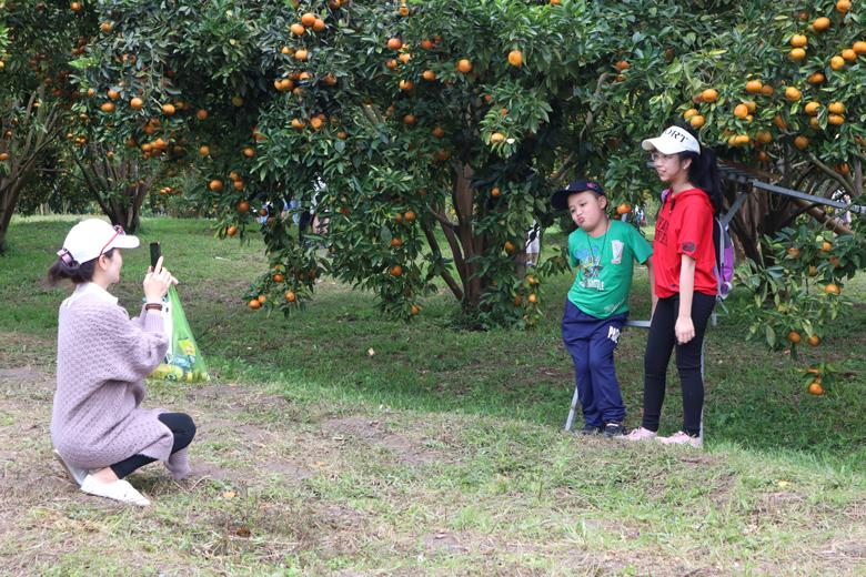 Mặc dù đường đi đến vườn quýt 3T, xã P’ró không dễ, tuy nhiên mỗi ngày vườn quýt đón tiếp hàng trăm lượt khách đến tham quan