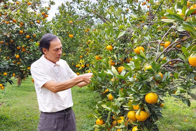 Ông Đinh Trọng Tuệ, chủ nhân vườn quýt 3T, thôn P’ró Kinh Tế, xã P’ró huyện Đơn Dương