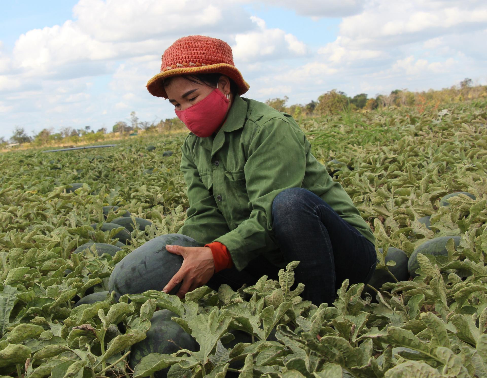 Ruộng dưa của chị Nguyễn Thị Hiền đã đến thời điểm thu hoạch nhưng chưa có ai mua