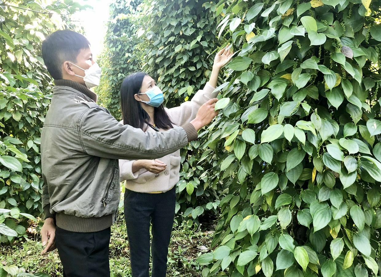 Anh Nguyễn Văn Công (thôn 1, xã Nam Yang) và cán bộ kỹ thuật Trung tâm Khuyến nông tỉnh kiểm tra vườn hồ tiêu của dự án. Ảnh: Lê Nam