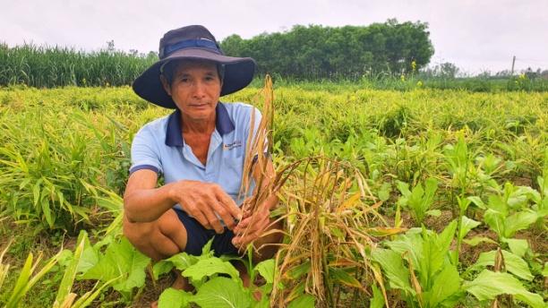 Ông Lê Hào (trú xã Bình Quế, Thăng Bình, Quảng Nam) buồn rầu bên ruộng gừng đã chết hết hơn 1 nửa. Ảnh: L.K.