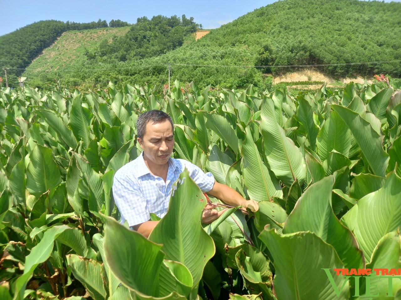 Hoà Bình: Xuất khẩu 28 tấn măng, miến dong đầu tiên sang Nhật Bản  - Ảnh 1.