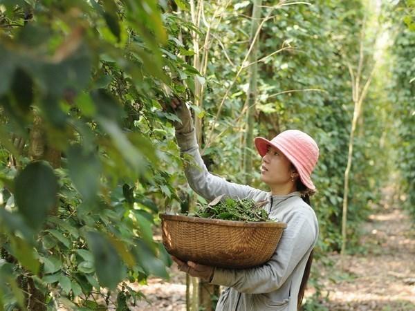 Thu hoạch hồ tiêu. (Ảnh: An Hiếu/TTXVN)
