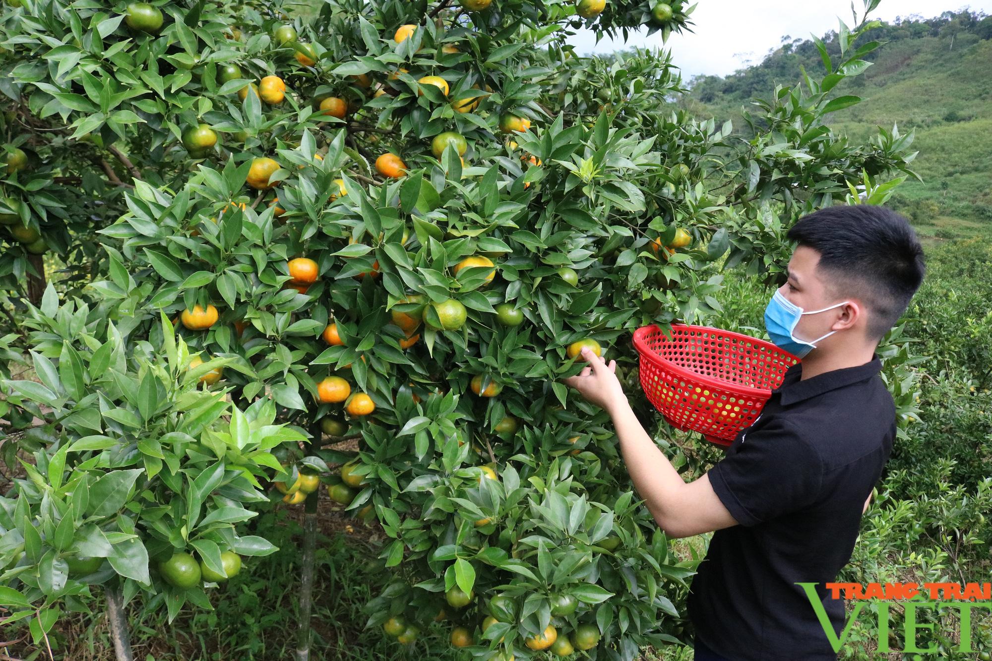 Nông thôn mới Phù Yên khởi sắc - Ảnh 3.