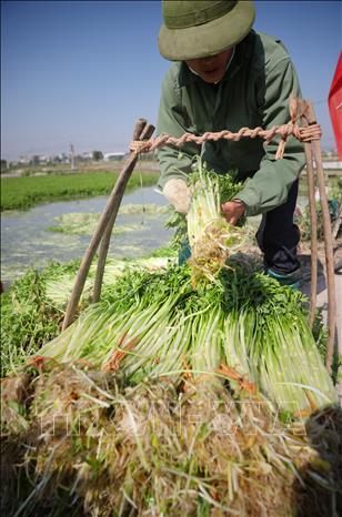 Loại rau giòn, ngọt trồng theo tiêu chuẩn VietGAP xuất khẩu khắp thế giới - Ảnh 4.