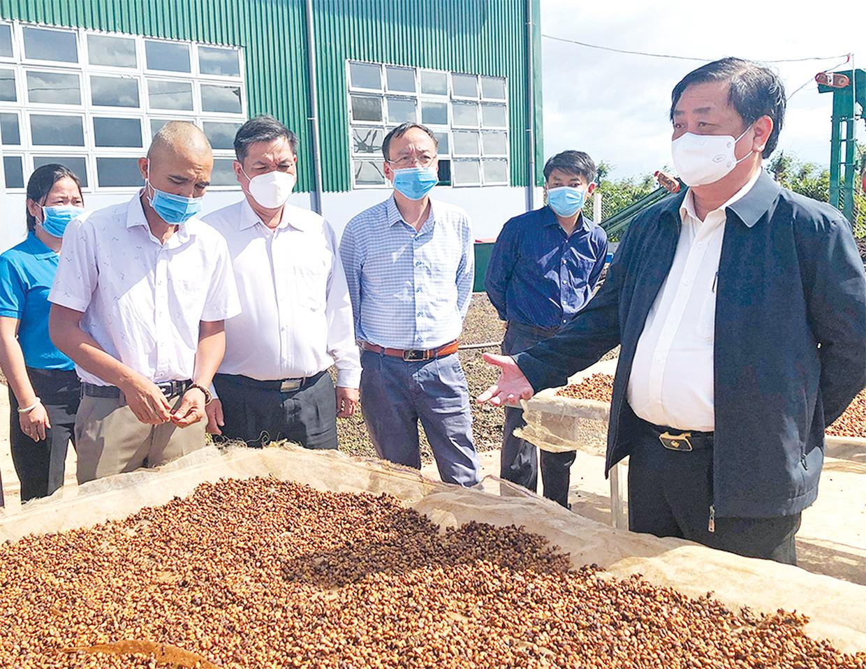 Bộ trưởng Bộ Nông nghiệp và PTNT Lê Minh Hoan (bìa phải) thăm Hợp tác xã nông nghiệp và dịch vụ Nam Yang (huyện Đak Đoa). Ảnh: Lê Nam