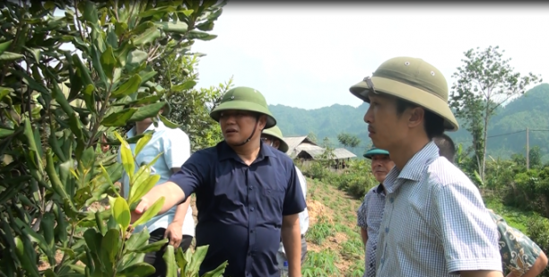 Mắc ca là cây đa mục tiêu, phù hợp với định hướng phát triển nông nghiệp tại tỉnh Sơn La. Ảnh: Nguyễn Thiệu.