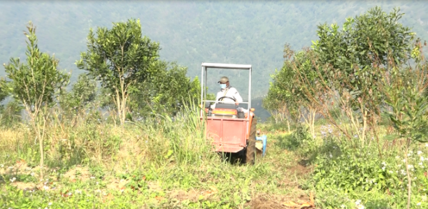 Một số vườn mắc ca được nông dân áp dụng cơ giới hóa vào sản xuất. Ảnh: Nguyễn Thiệu.