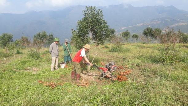 Sơn La đang hướng tới diện tích 5.000 ha mắc ca tới năm 2025. Ảnh: Nguyễn Thiệu.