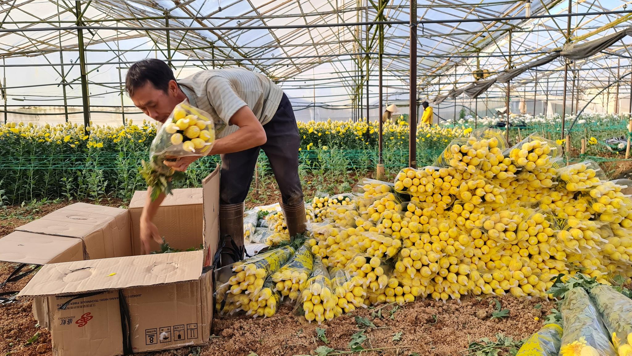Nông dân Đà Lạt phấn khởi vì giá hoa cúc tăng cao trước rằm tháng giêng. Ảnh: Lâm Viên
