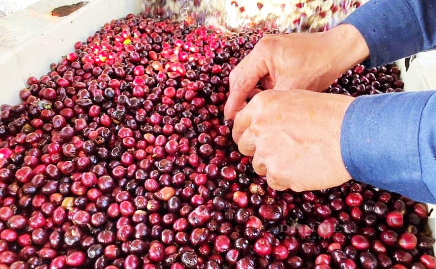 Giá cà phê nhân Đắk Lắk hôm nay tiếp tục đà tăng sau Tết Nguyên đán. Ảnh: Duy Hậu