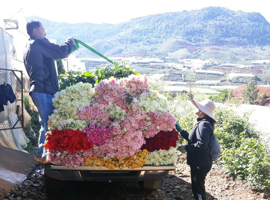 Hoa hồng giống mới trồng dưới chân núi Lang Biang có giá 8.000 đồng/cành. Ảnh: Lâm Viên