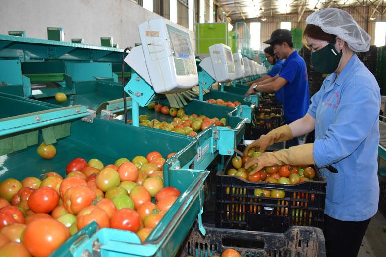 Trong năm 2022, ngành Nông nghiệp Lâm Đồng ưu tiên phát triển các Trung tâm Sau thu hoạch gắn với chuỗi liên kết sản xuất, tiêu thụ nông sản trên thị trường