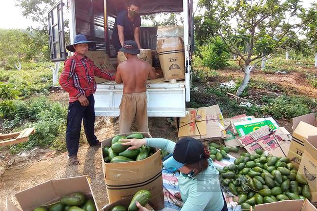 taannien/ Rời nước Pháp hoa lệ về Bình Phước... trồng bơ - Ảnh 3.