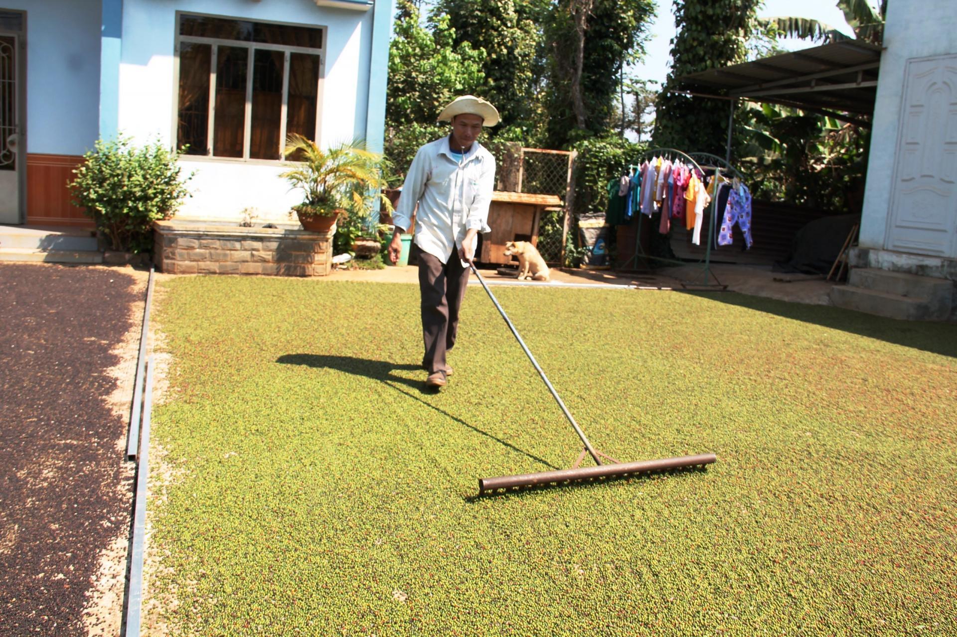 Năng suất hồ tiêu tăng cao khi thành viên Câu lạc bộ Hồ tiêu bền vững Đoàn kết thôn 3 (xã Ea Bhốk) sản xuất theo quy trình an toàn.