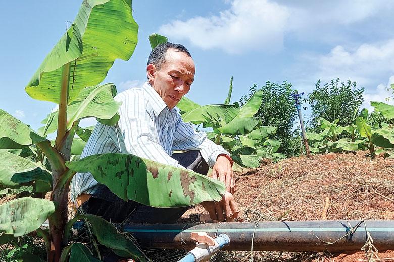 Toàn bộ diện tích trồng chuối đã được anh Đào Văn Cường đầu tư hệ thống tưới tự động