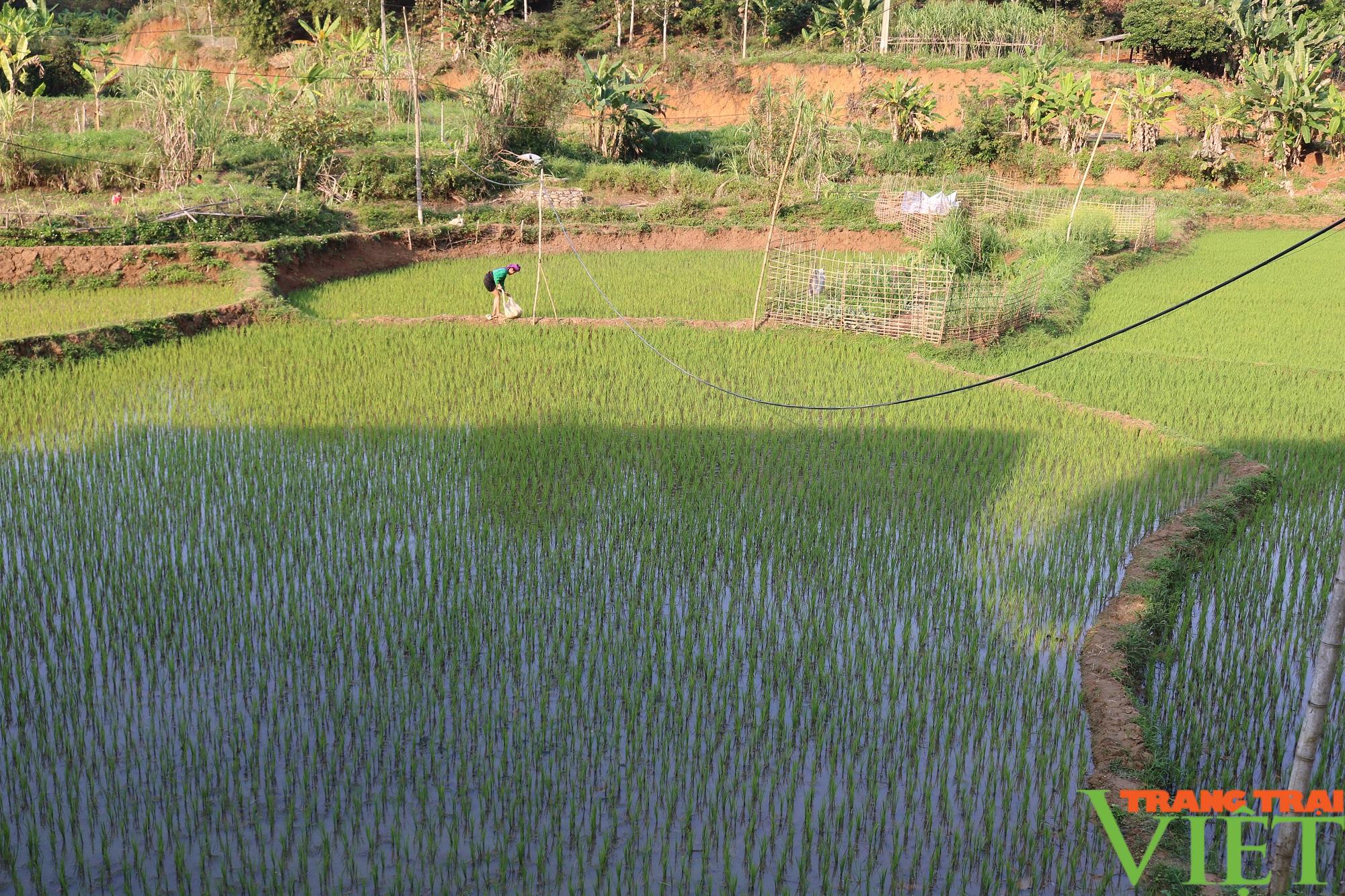 Nông thôn Tây Bắc: Nông dân Chiềng Khoang xuống ruộng cấy lúa - Ảnh 6.