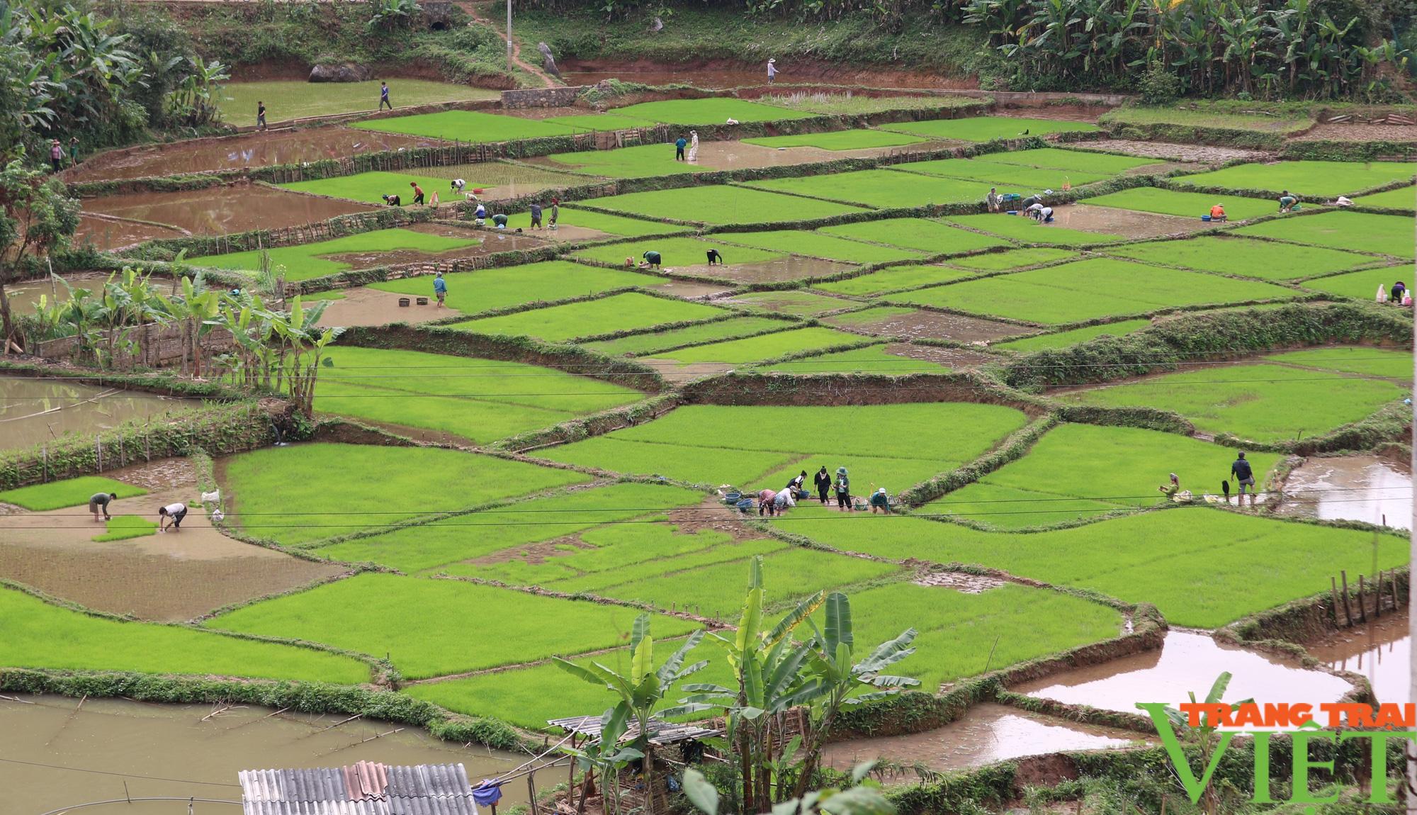 Nông thôn Tây Bắc: Nông dân Chiềng Khoang xuống ruộng cấy lúa - Ảnh 3.