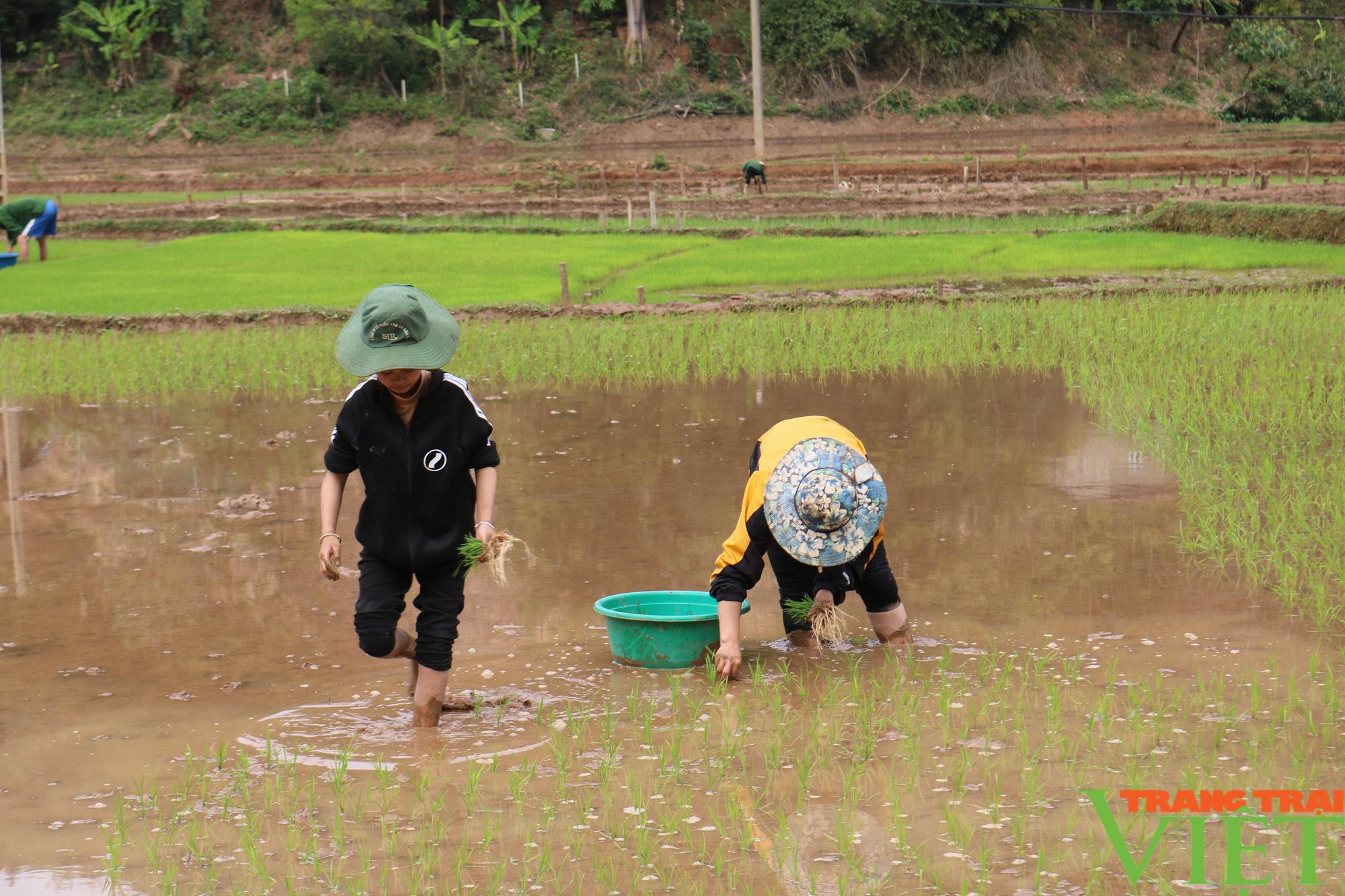 Nông thôn Tây Bắc: Nông dân Chiềng Khoang xuống đồng gieo cấy lúa xuân - Ảnh 11.