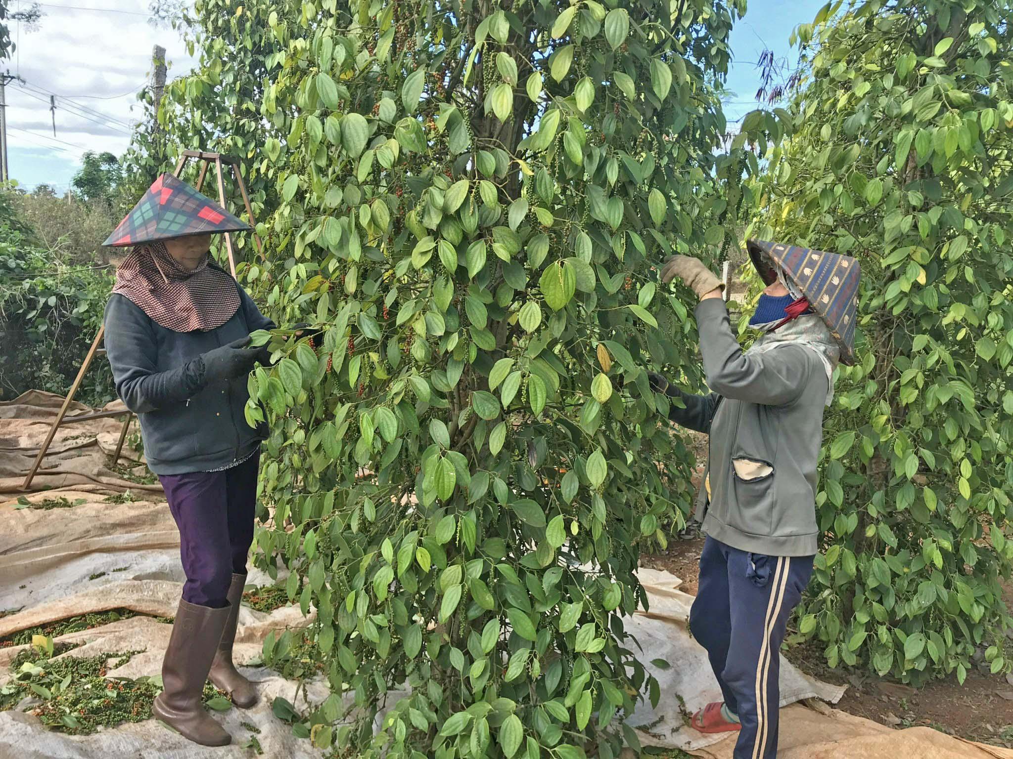 Nông dân thôn 1 xã Hải Yang, huyện Đak Đoa đang thu hoạch hồ tiêu theo hình thức đổi công. Ảnh: Nguyễn Diệp