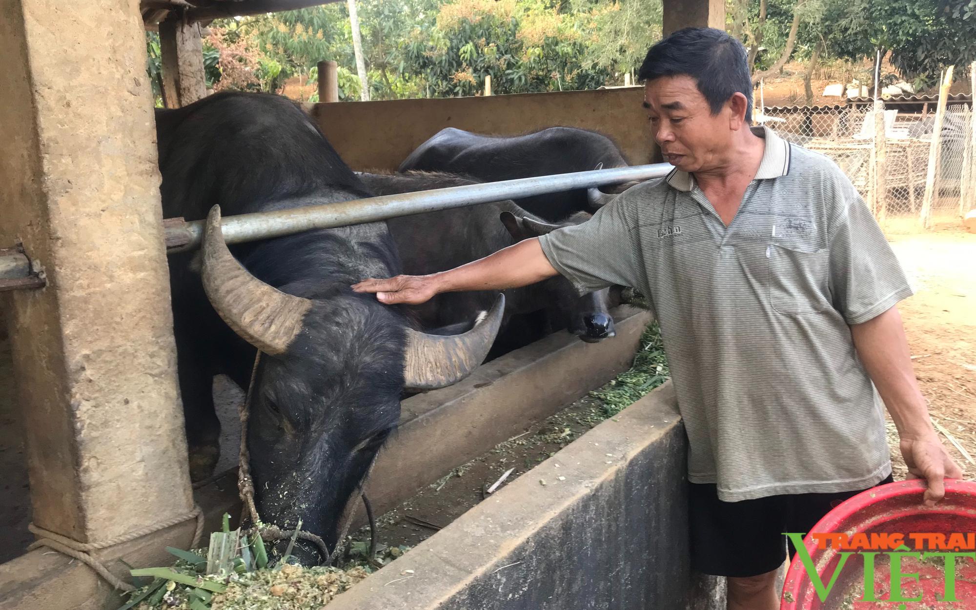 Nông thôn Tây Bắc: Nuôi trâu, bò nhốt chuồng, sức bật ở một xã anh hùng - Ảnh 2.