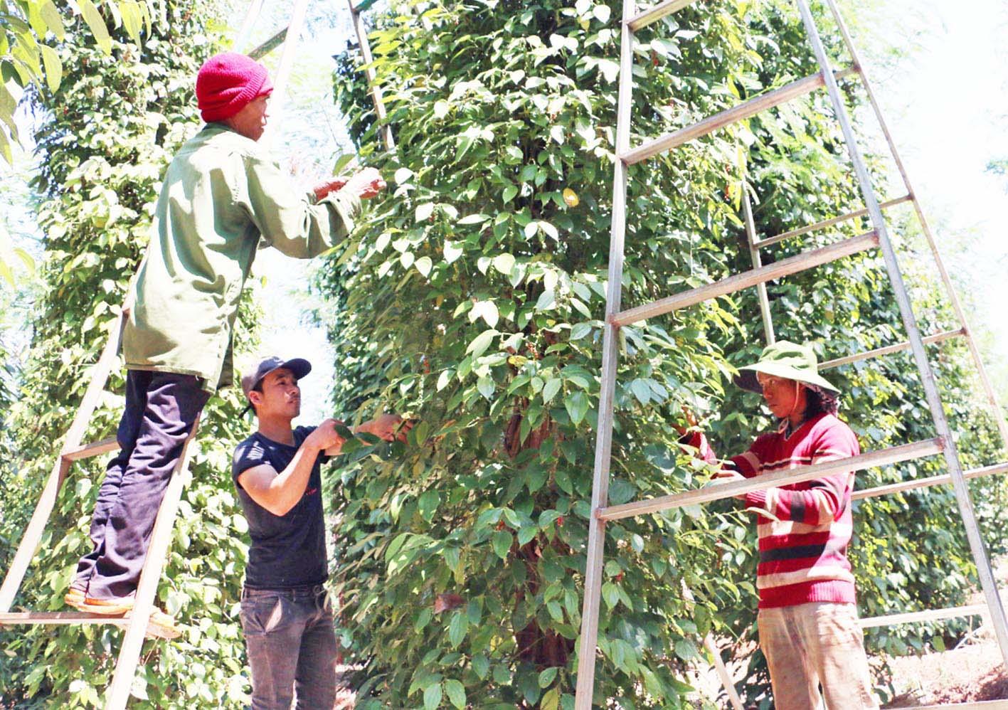 Người dân huyện Chư Pưh thu hoạch hồ tiêu. Ảnh: Cao Nguyên