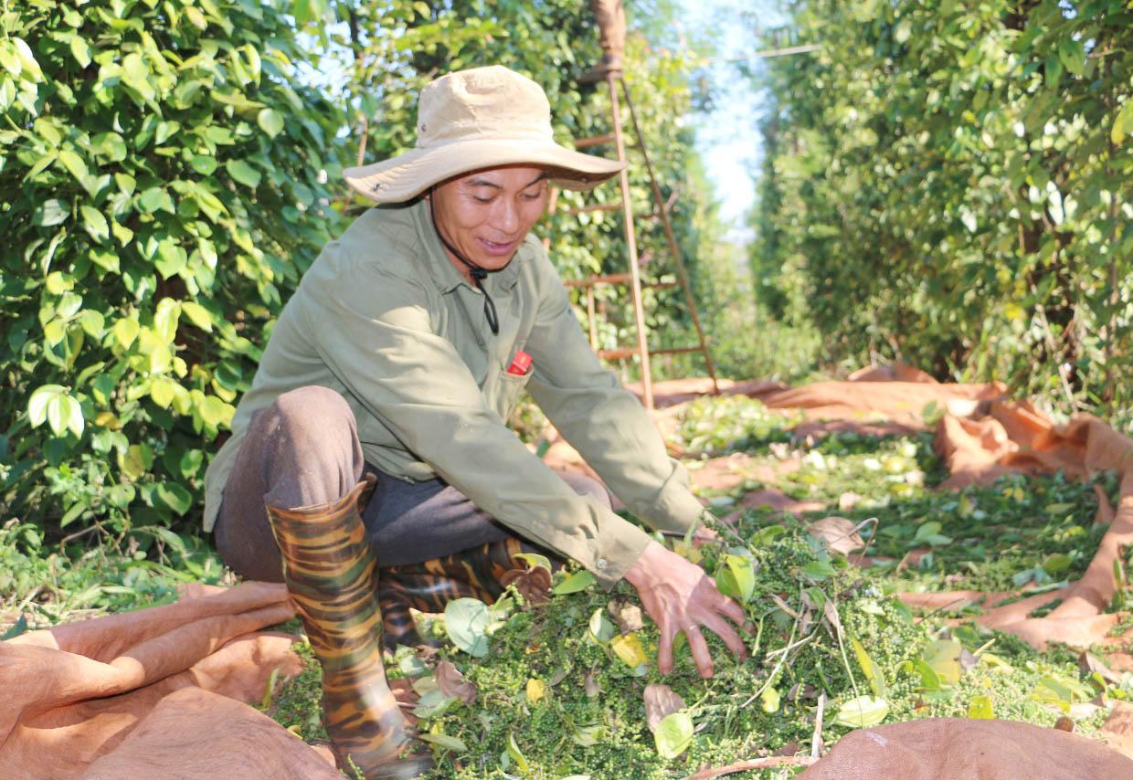 Năng suất hồ tiêu của gia đình ông Lê Hùng (xã Ia Blang, huyện Chư Sê) giảm hơn 30% so với vụ trước. Ảnh: Quang Tấn