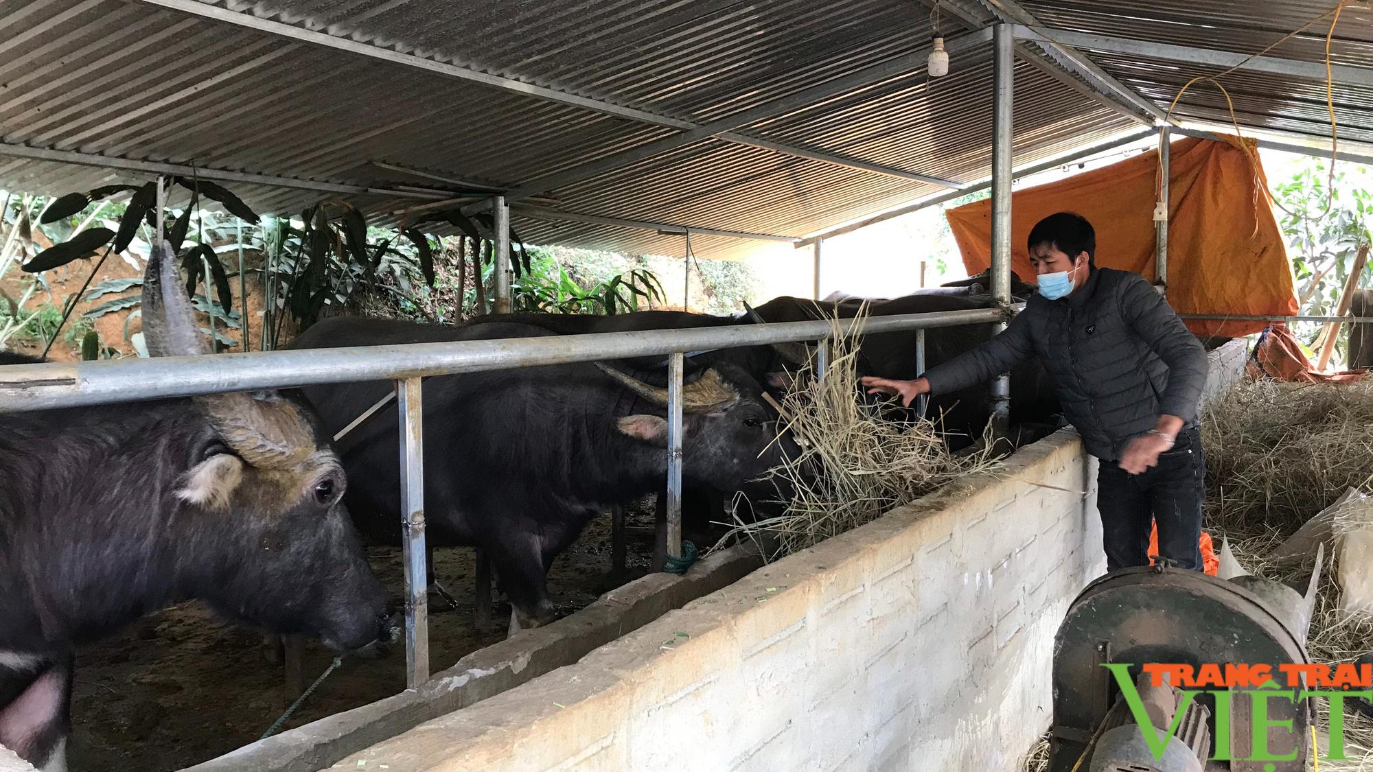 Sơn La: làm đủ mọi cách bảo vệ đàn trâu bò trước đợt rét đậm, rét hại - Ảnh 3.