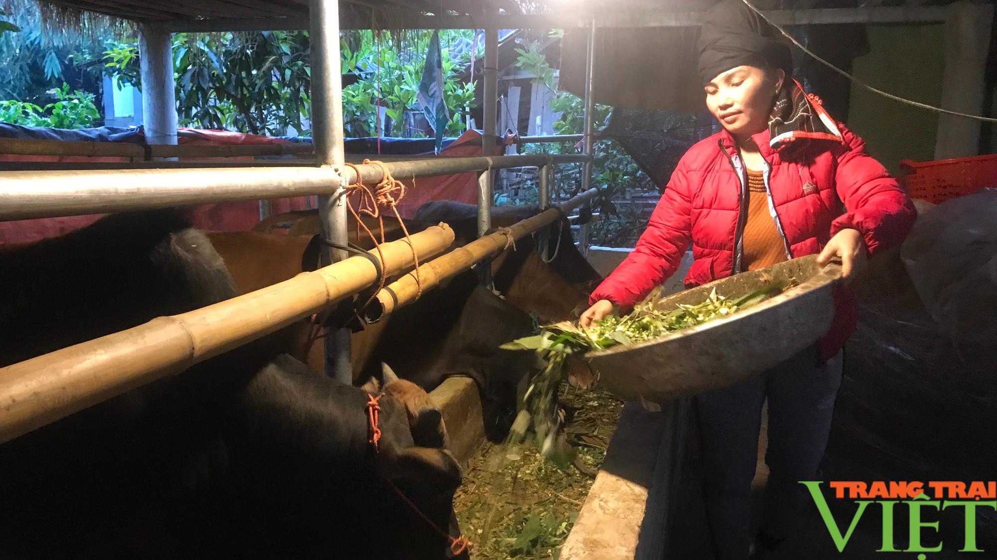 Nông dân vùng cao làm đủ mọi cách bảo vệ đàn trâu bò trước đợt rét đậm, rét hại nhất từ đầu năm đến nay - Ảnh 2.