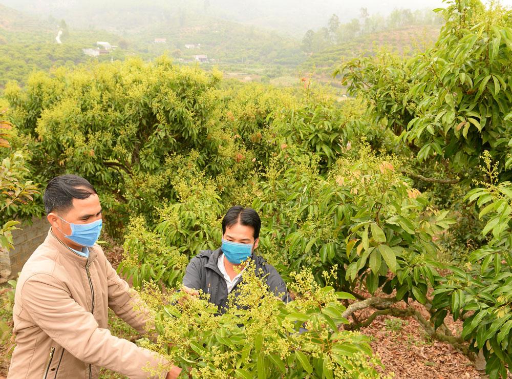 Lục Ngạn, vải thiều, vải an toàn, sản xuất.