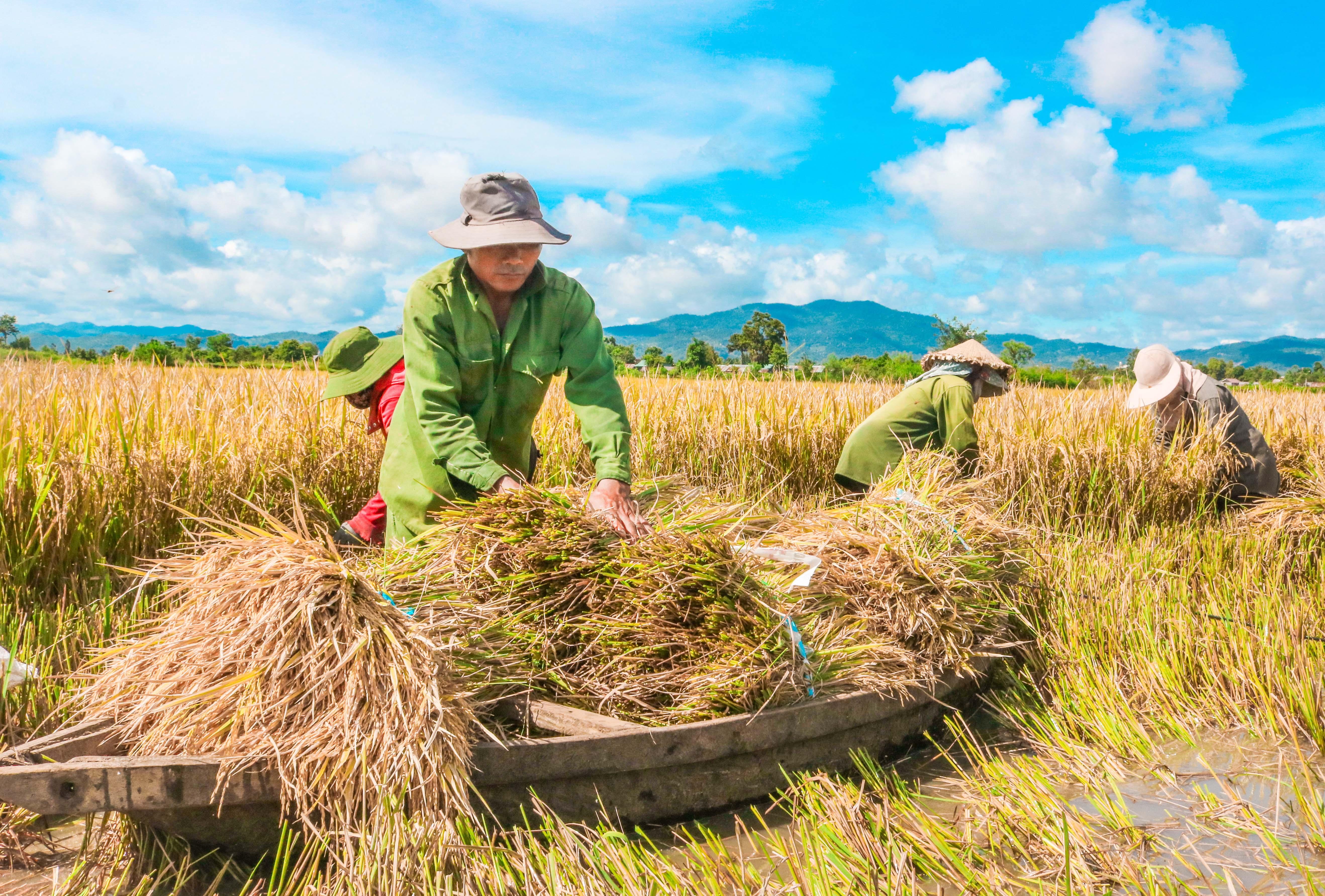 Gạo Ba Chăm được cấp bảo hộ chỉ dẫn địa lý trong giai đoạn 2019-2020. Ảnh: Thiên Di