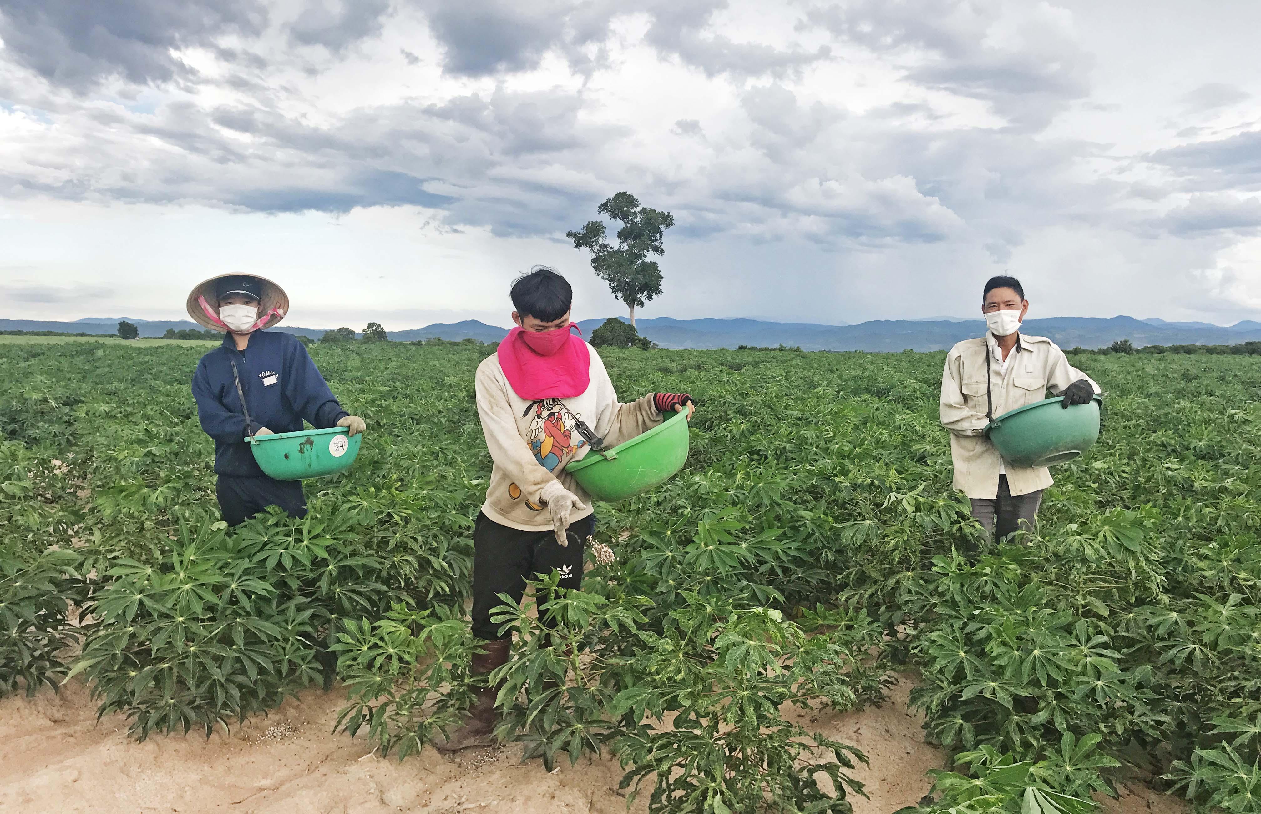 Người dân huyện Phú Thiện bón phân chăm sóc cây mì. Ảnh: Nguyễn Diệp