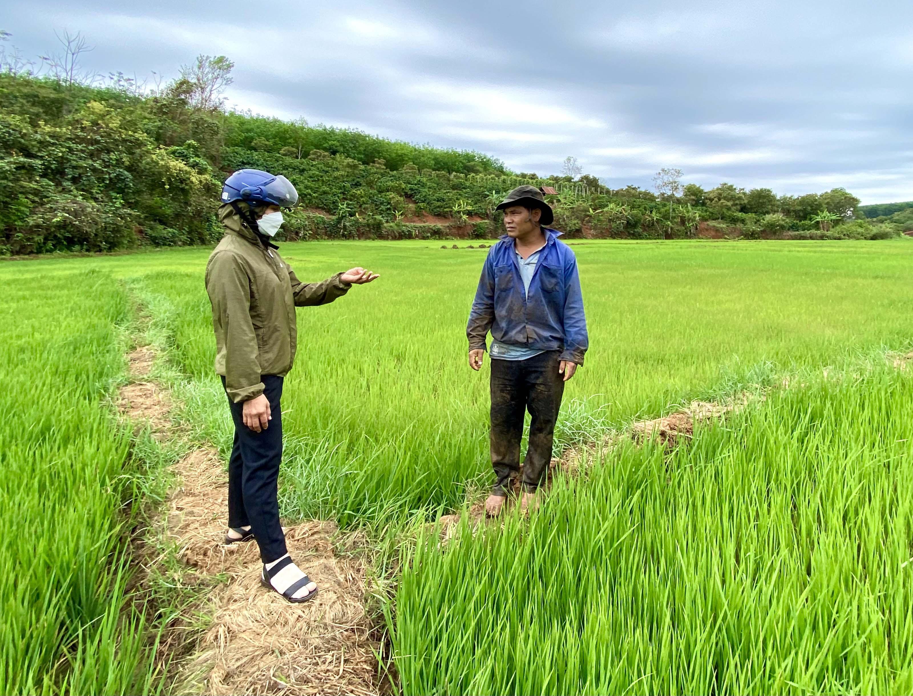 Ruộng lúa tươi tốt của anh Rơ Châm In (làng Kành, xã Bình Giáo, huyện Chư Prông). Ảnh: Hà Duy